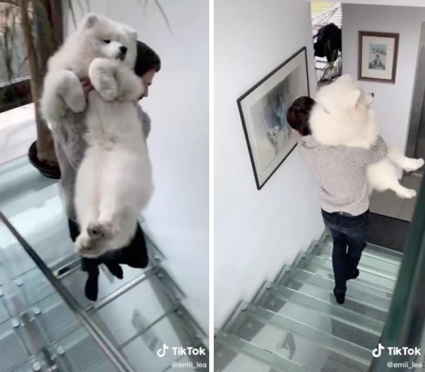 견주 에밀리의 남자친구가 사모예드 강아지 루나를 안고 유리계단을 내려갔다. [출처: TikTok/ emii_lea]