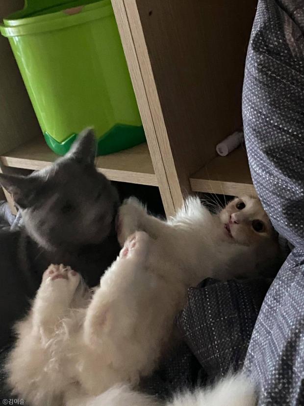 ⓒ노트펫