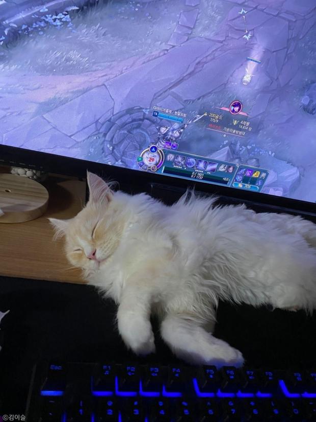 ⓒ노트펫
