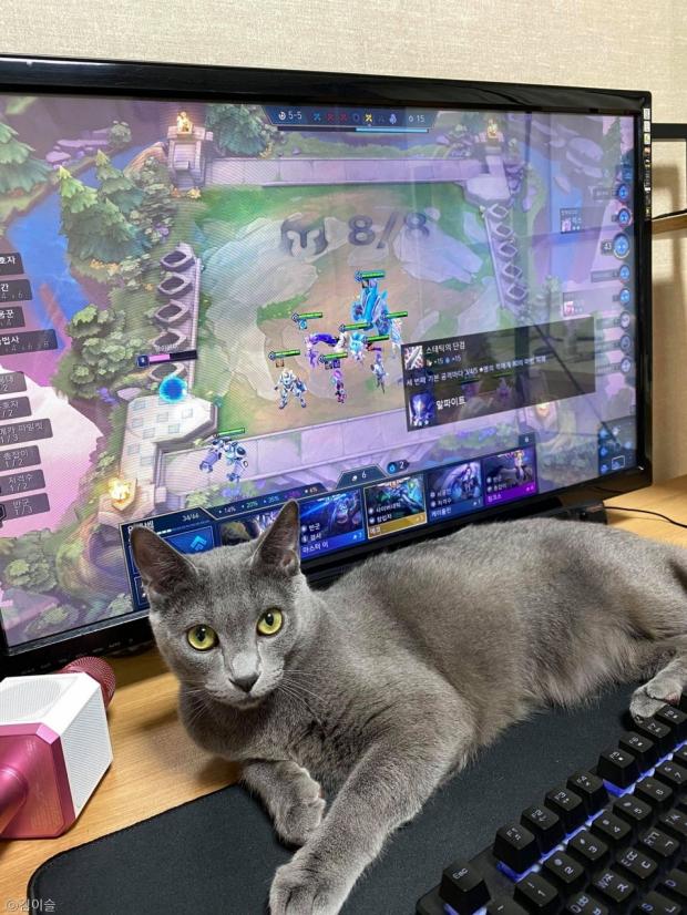 ⓒ노트펫