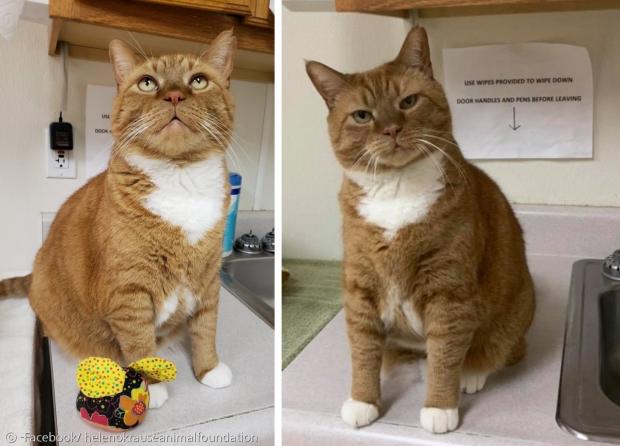 타이슨은 고양이 에이즈에 걸려서, 6년째 집사를 만나지 못했다. [출처: Facebook/ helenokrauseanimalfoundation]