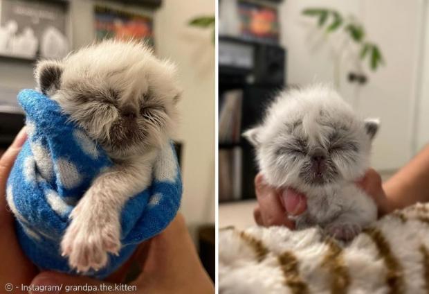 [출처: Instagram/ grandpa.the.kitten]