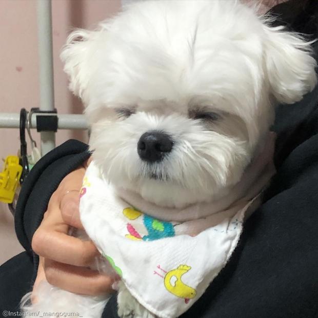 ⓒ노트펫