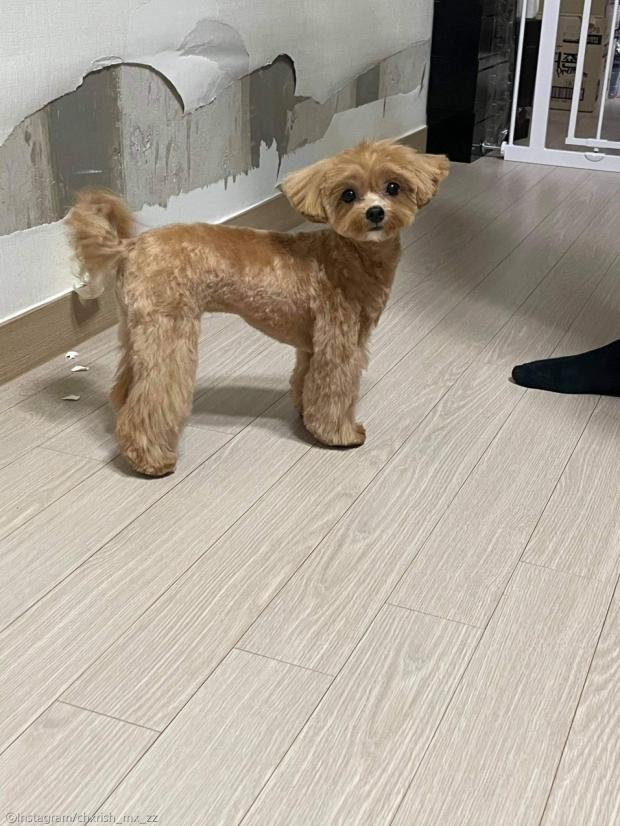 ⓒ노트펫