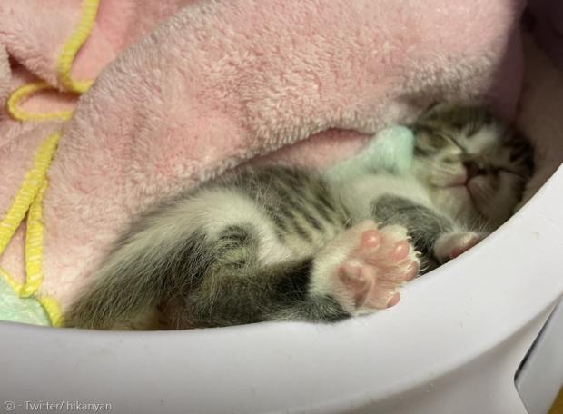 자느라 신고식도 못한 아기고양이 마메후토.