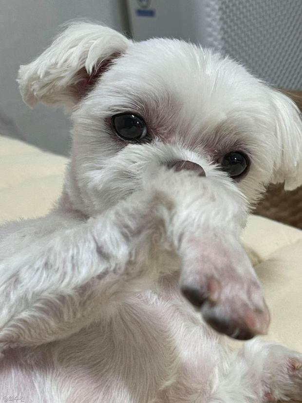 ⓒ노트펫
