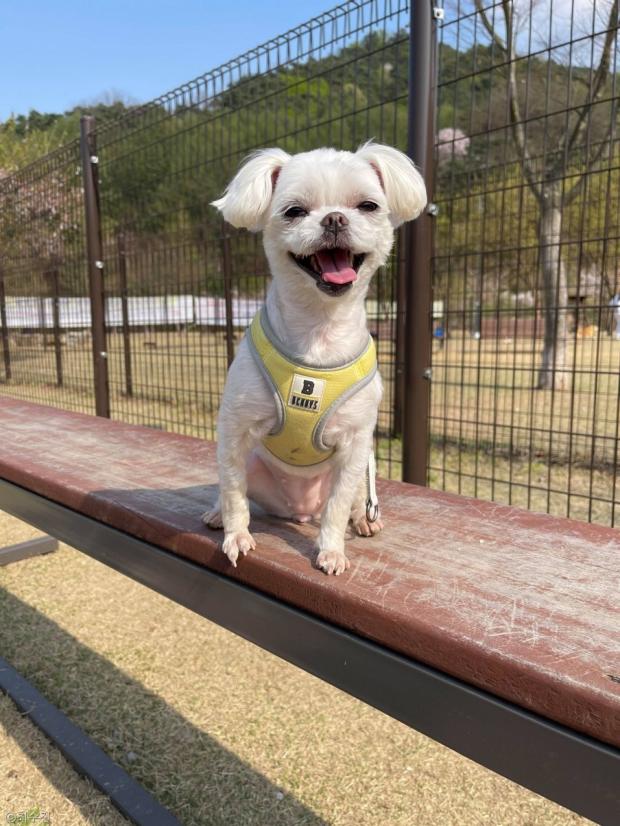 ⓒ노트펫