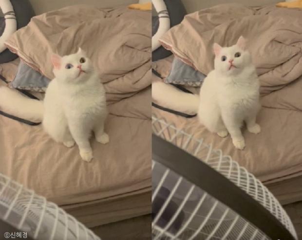ⓒ노트펫
