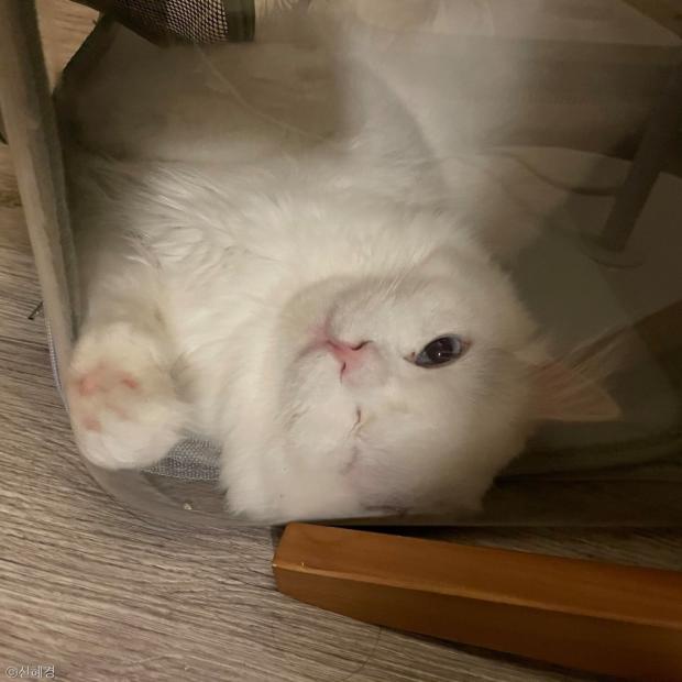 ⓒ노트펫