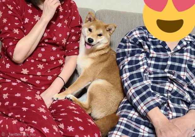 부모님 사이에 쏙 들어가 앉은 시바이누 강아지 보리. [출처: Twitter/ sss_inu]