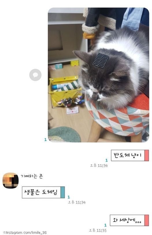 ⓒ노트펫