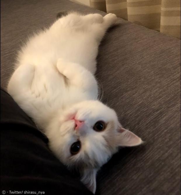 평소 눈 뜬 모습의 고양이 시라스. [출처: Twitter/ shirasu_nya]