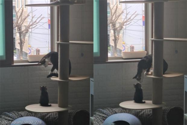 ⓒ노트펫