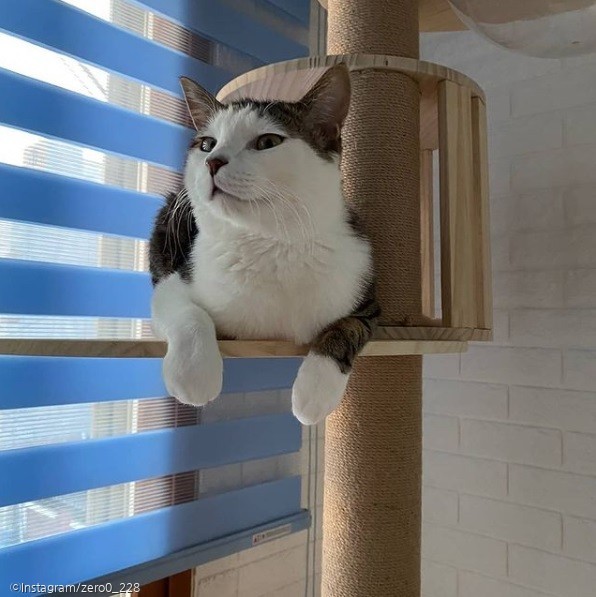 ⓒ노트펫