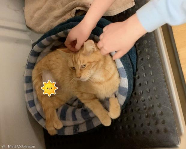 오른쪽 뒷다리를 수술 받은 니모. 니모는 세 발로 걷고 뛰는 데 적응해야 한다.
