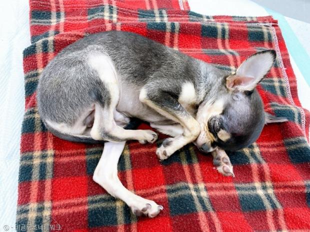 주인에게 둔기로 맞은 뒤 쓰레기봉투에 버려진 치와와. 사진 비글구조네트워크 페이스북. 