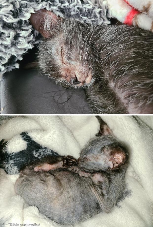 임시보호자 브리는 병약한 새끼고양이 그레이시를 지극정성으로 돌봤다.