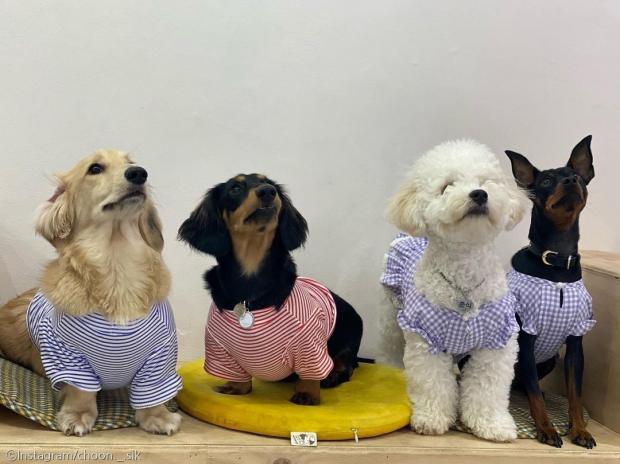 ⓒ노트펫