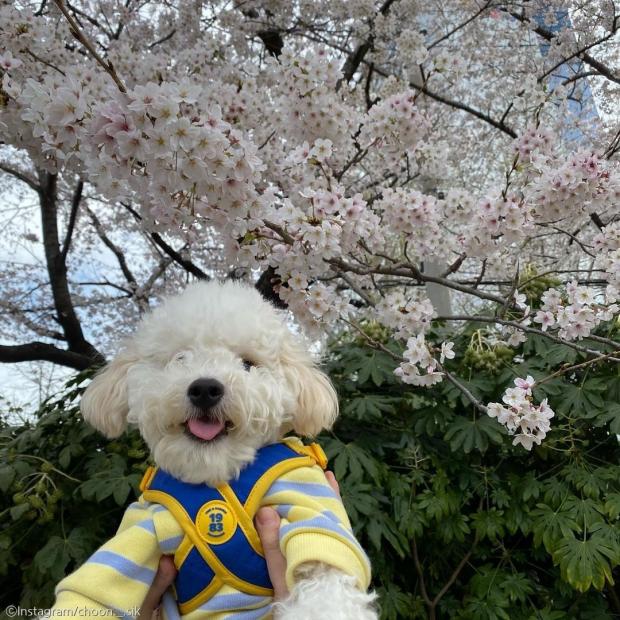 ⓒ노트펫