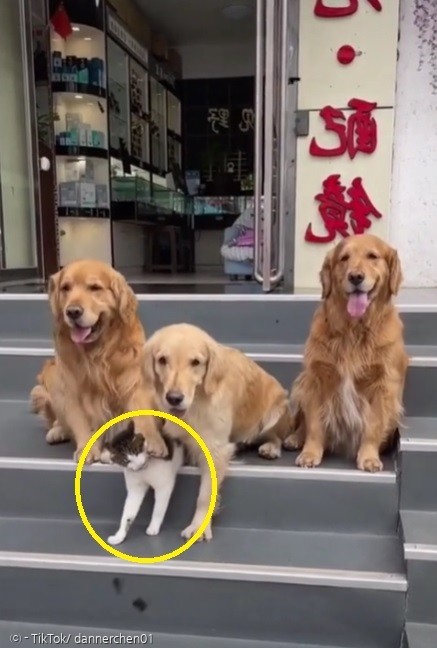 발 치우라고 몸을 흔드는 고양이.(노란 원) 고양이 양옆의 골든 리트리버들이 앞발로 고양이를 치면서 카메라를 보라고 압박했다. 