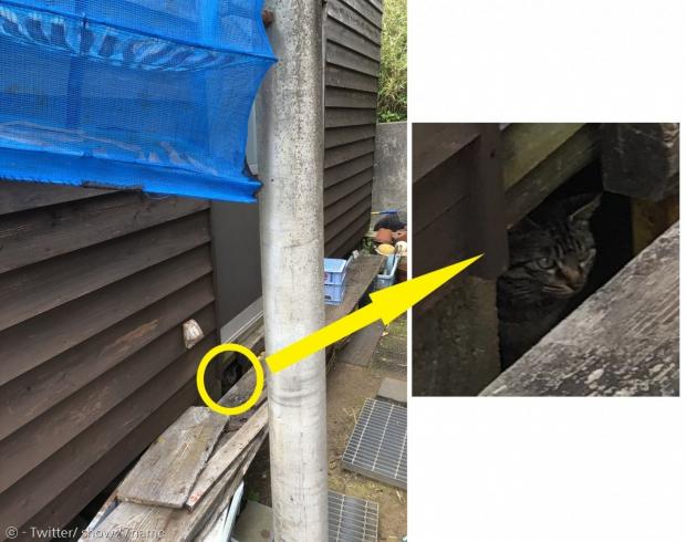 집 주인은 바닥 틈새에 숨어서 건어물망을 노리는 다른 고양이(노란 원)도 목격했다.