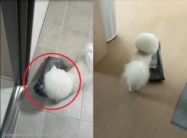 ⓒ노트펫