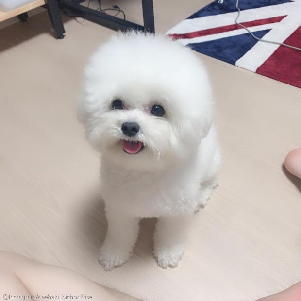 ⓒ노트펫