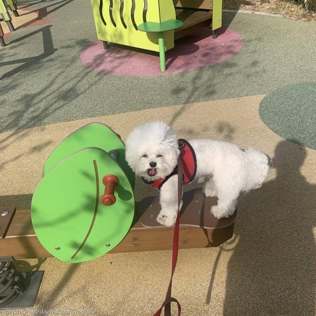 ⓒ노트펫