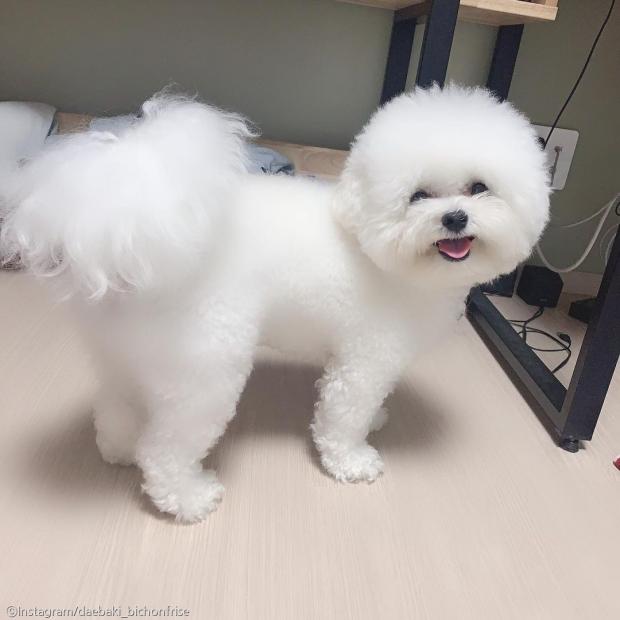 ⓒ노트펫