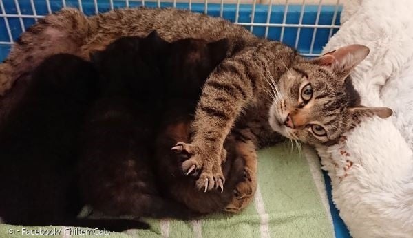 보통 새끼고양이들이 태어나면 아빠고양이는 떠나지만, 수고양이 윌렛은 새끼들을 낳은 고양이 오리올 곁을 머물면서 새끼들을 지켰다. 
