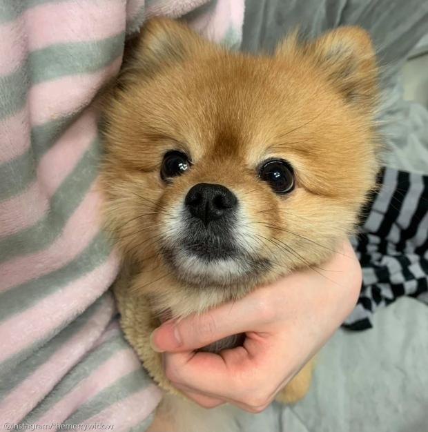 ⓒ노트펫