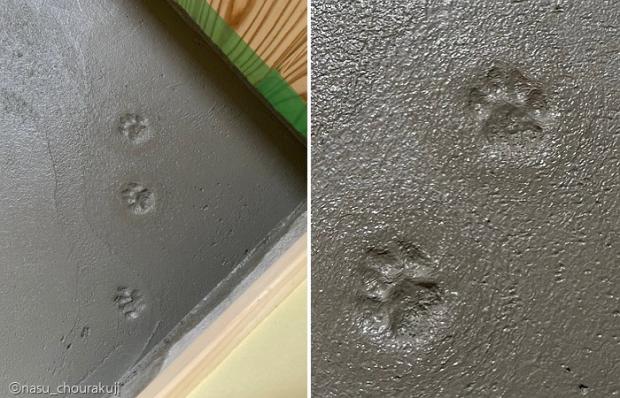 잠깐 한 눈 판 사이에 생긴 고양이 발자국.