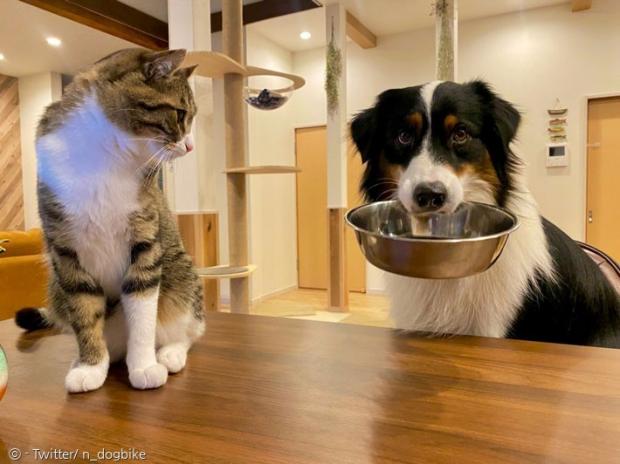 카일을 보고 놀란 고양이 키위가 마치 