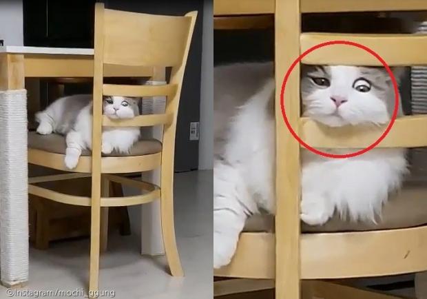 ⓒ노트펫