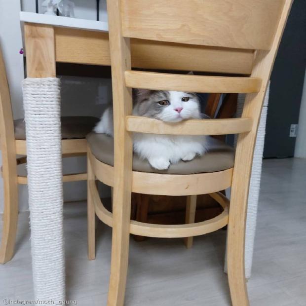 ⓒ노트펫