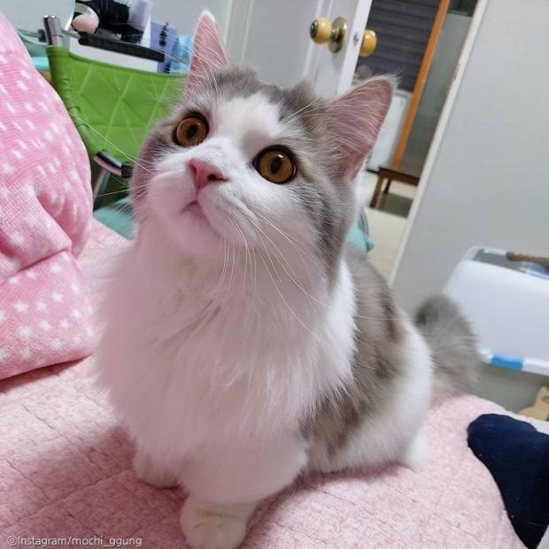ⓒ노트펫