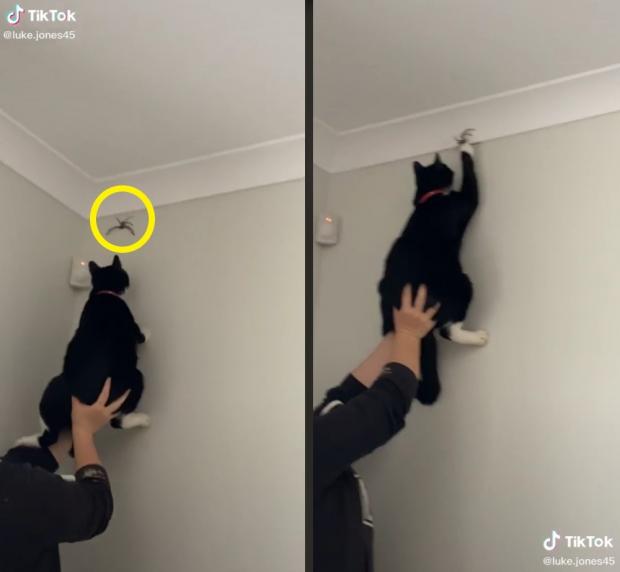 [출처: TikTok/ luke.jones45]