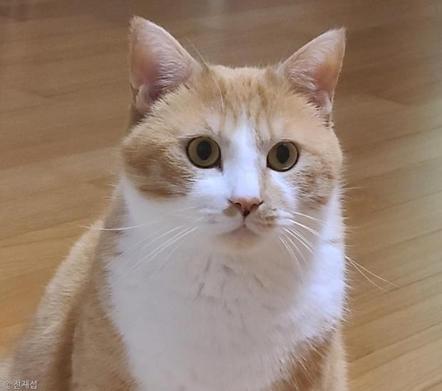 ⓒ노트펫