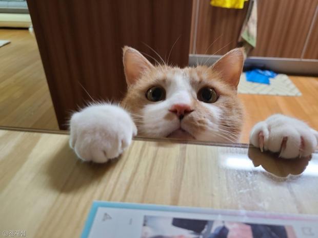 ⓒ노트펫