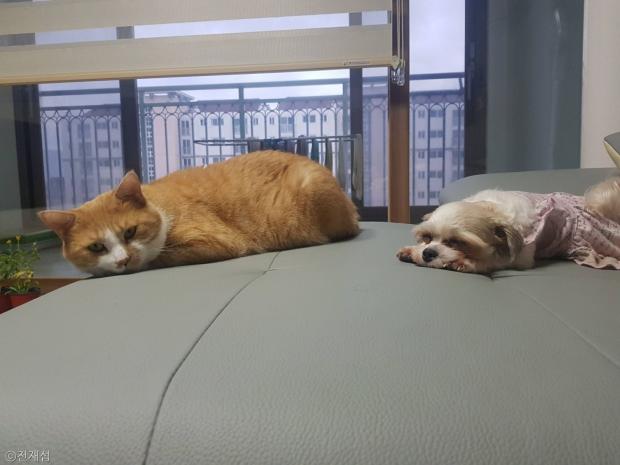 ⓒ노트펫