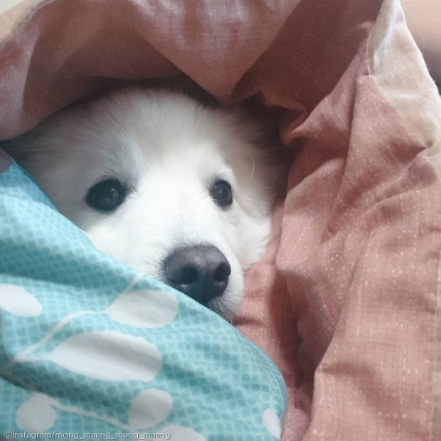 ⓒ노트펫