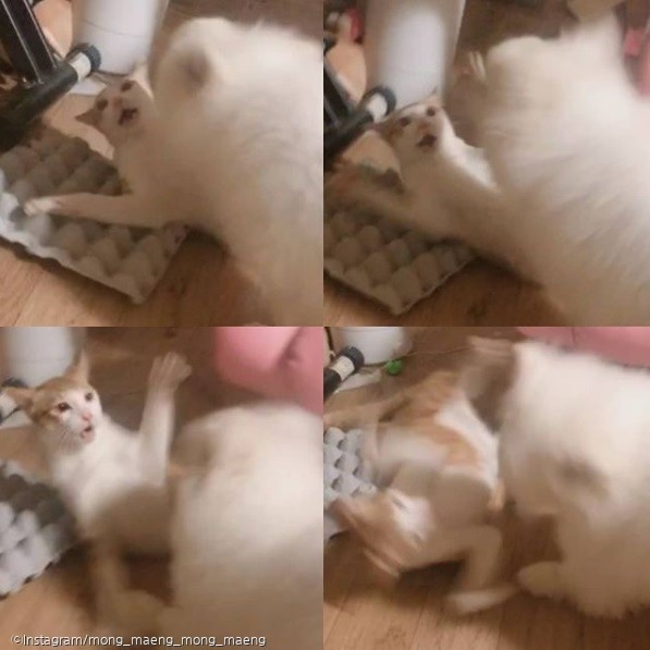ⓒ노트펫