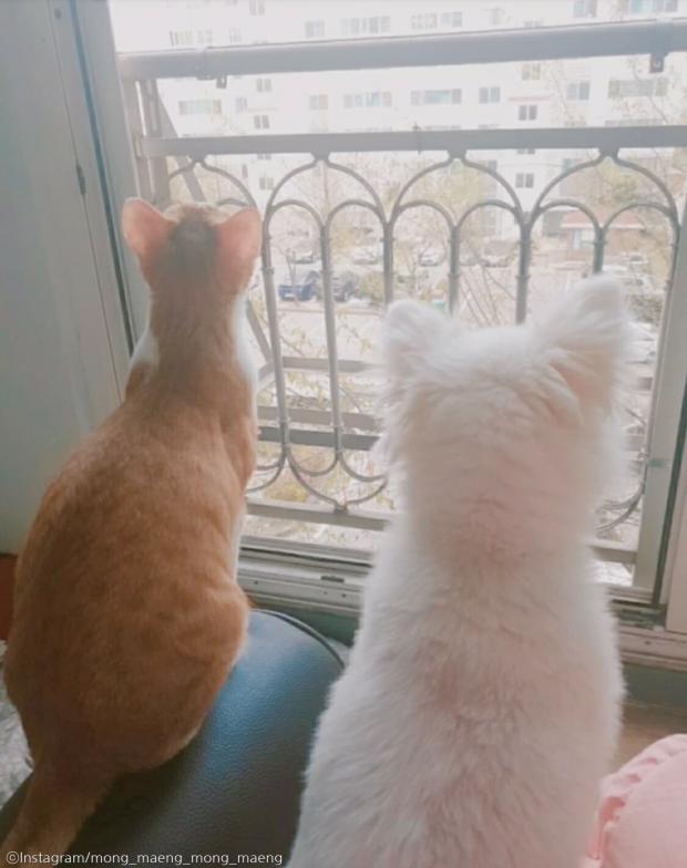 ⓒ노트펫