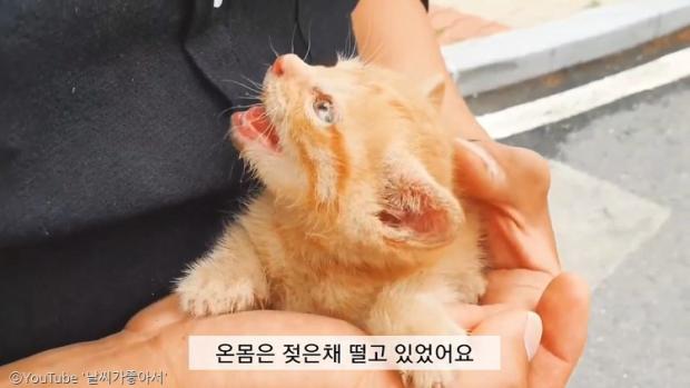 ⓒ노트펫