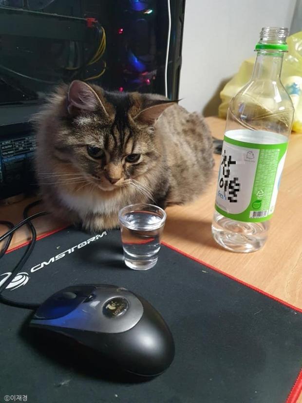 ⓒ노트펫