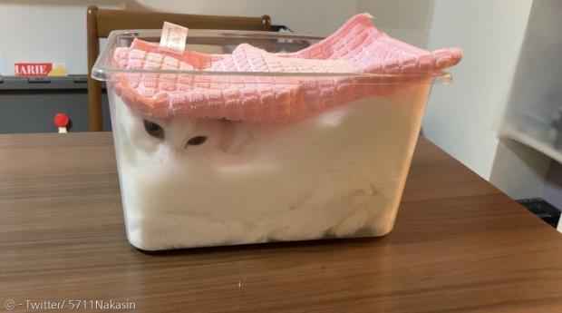 잘 발효된 냥반죽.