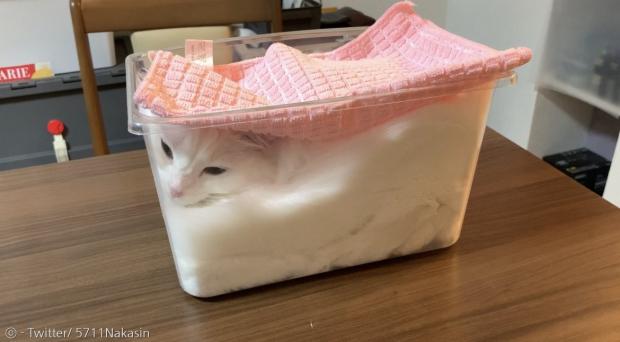 네 발이 어떻게 들어간 건지 자세가 궁금하다.