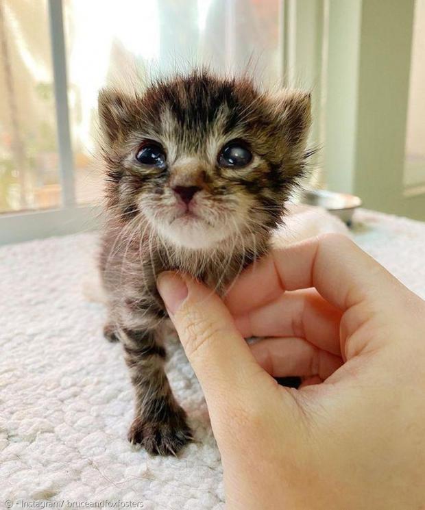 새끼고양이 마틸다 빈스는 형제들 중에서 가장 작고 병약했다. [출처: Instagram/ bruceandfoxfosters]