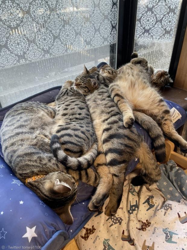 고양이 4마리의 체온으로 냉감 효과가 반감됐다.