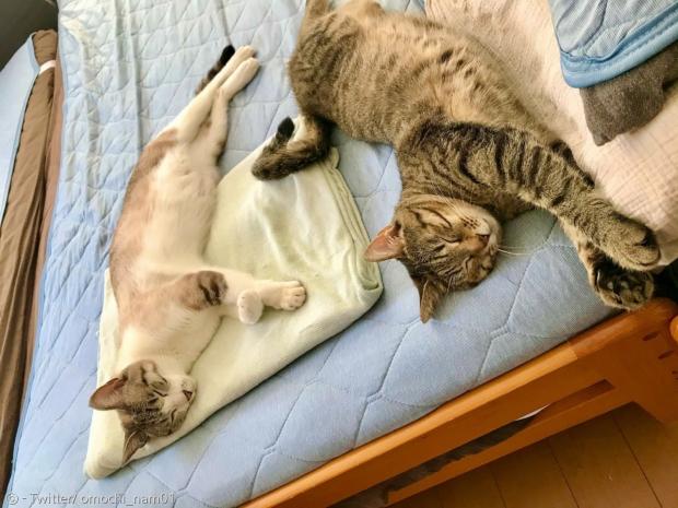 시원하게 꿀잠 자는 고양이들. 고양이 인증을 받은 쿨 시트라고 네티즌들은 농담했다.